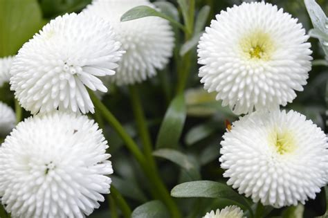 Free stock photo of flowers, green, white