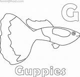 Guppy Coloring Pages PDF  Coloringfoldercom Coloring Animal sketch template
