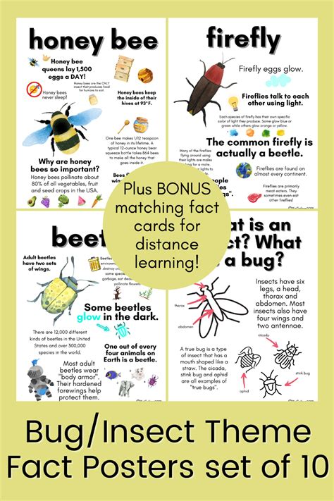 Teach your preschoolers and kindergarteners all about bugs and insects with our Bug/Insect fact ...