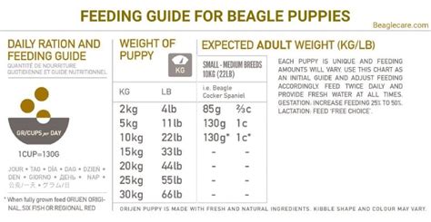 Beagle Feeding Guide: Age wise Diet Chart, Quantity and Best Food ...