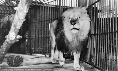 Chessington, Zoo, A Lion c.1960 - Francis Frith