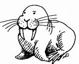 Walrus Morse Coloriage Colorable Anjing Mewarnai Coloriages Colorier  sketch template