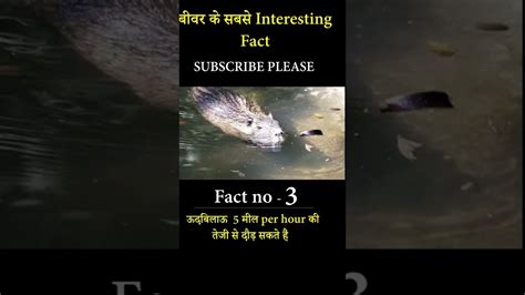 Top interesting Bever facts | Udbilau ke bhayanak tathya | Universal Vlog - YouTube