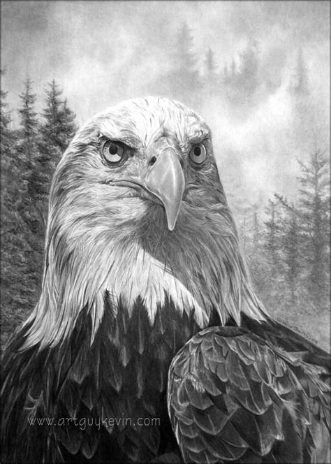 Portrait of an Heir-Bald Eagle by deviant-art-guy | Eagle sketch, Eagle ...