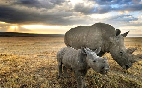 Rhino Wallpapers - Top Free Rhino Backgrounds - WallpaperAccess