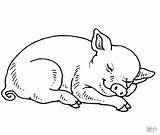 Pig Coloring Pages  ColoringBay sketch template