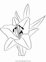 Oriental Lily Flower Coloring Page For Kids  Free Lilies Printable sketch template