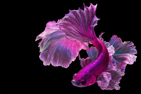 Pink Betta Fish: A Spectacular, Lively, and Bright Breed