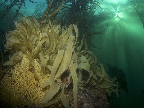 Namibia Kelp Forest Project Gets Funding Boost · Fishing Industry News ...