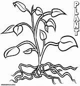 Plant Coloring Page  Home sketch template