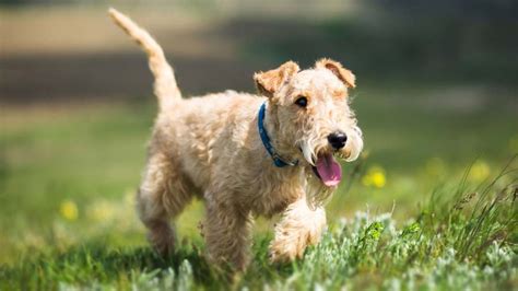 Lakeland Terrier - Temperament, Lifespan, Shedding, Puppy