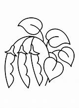 30  Beans Coloring Pages Free Printable PDF & Online sketch template