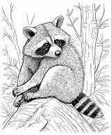 Realistic Raccoon Coloring Page sketch template