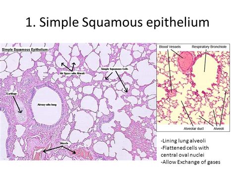 Simple Squamous Epithelium |Inrtroducrion , Anatomy & Function