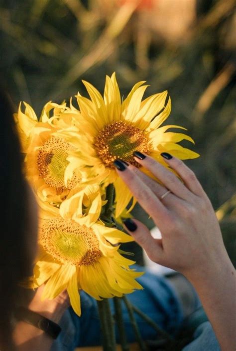 Pin by Maureen Muhlestein on Country - Sunflower Farm | Sunflower ...