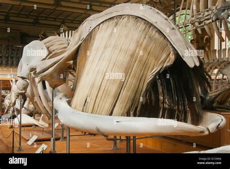 Skeleton of Right Whale showing massive head and baleen, French Stock Photo, Royalty Free Image ...