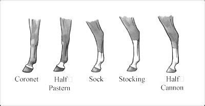 horse leg markings Horse Socks, Horse Anatomy, Horse Info, Horse Camp, Pony Club, Types Of ...