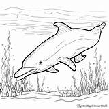 Dolphin Coloring Pages  Free & Printable sketch template
