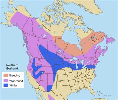 Northern Goshawk | Cascades Raptor Center