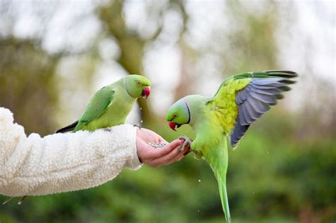 10 Talking Birds That Make Awesome Pets | LoveToKnow Pets