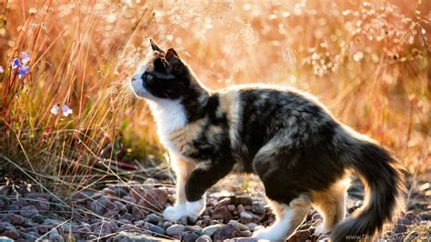 Cats Calico Kitty Wheat Field Animal Cat Photography Feline Pet ... Desktop Background