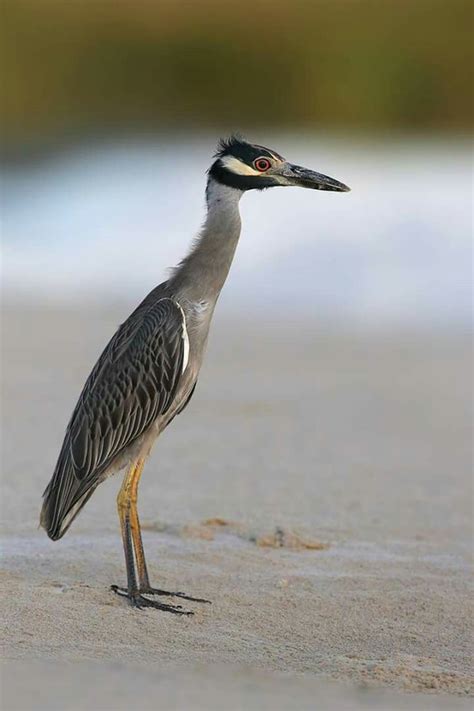 Yellow-crowned Night-Heron; East Beach; Galveston, TX | Güzel kuşlar ...