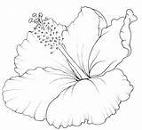 Hawaiian Lei Coloring Pages Printable Coloring sketch template