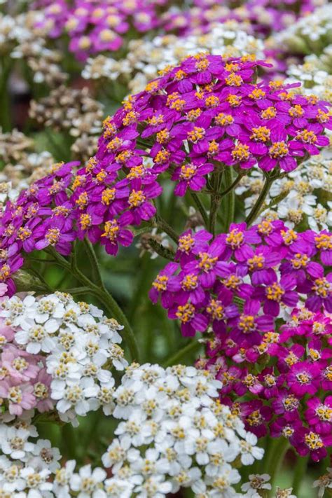 Need a quick fix for barren ground? Plant yarrow. This low-maintenance, sun-worshiping perennial ...