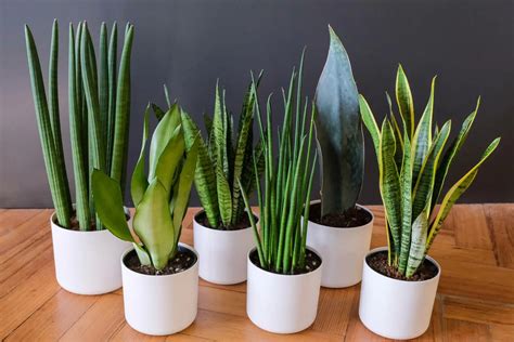 Discover Snake Plant Varieties: 30+ Types of Dracaena Plants