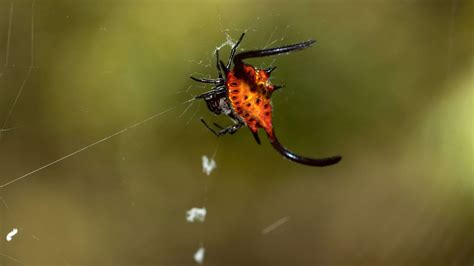 Long-Winged Kite Spider Pictures - AZ Animals