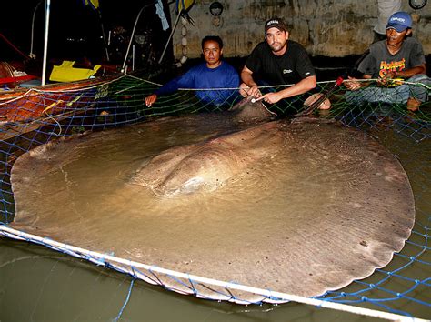 Largest Stingray