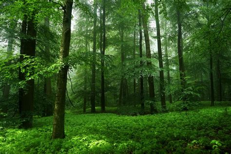 Download Spring Green Nature Forest HD Wallpaper