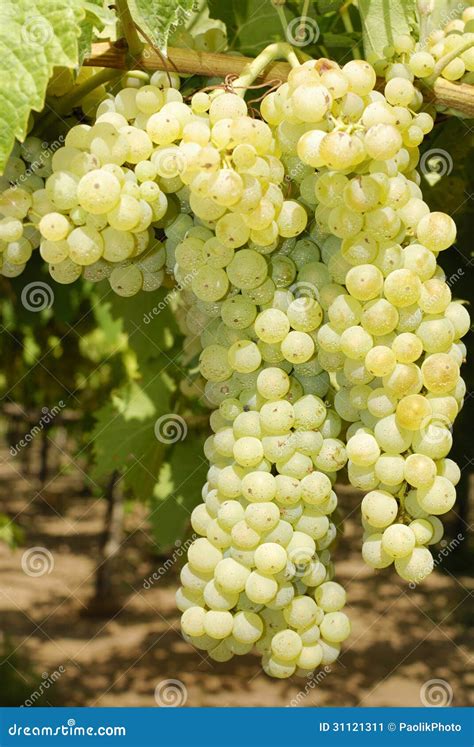 Grapes in a Vineyard in Central Italy Stock Image - Image of farm ...