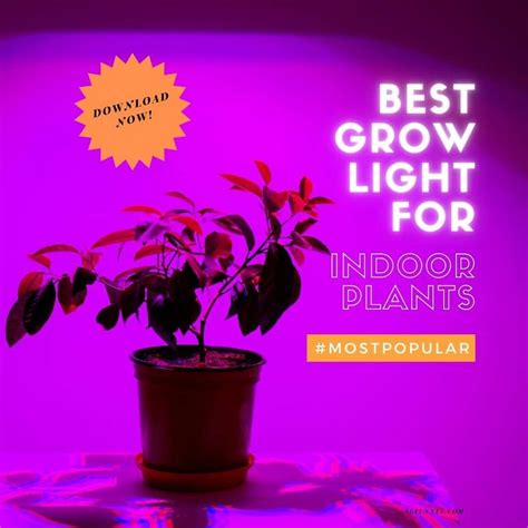 Best Clip-on Grow Lights for Indoor Plants: Top 9 Picks