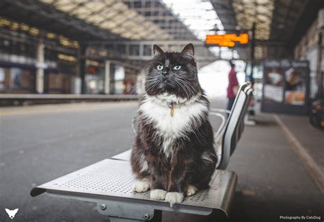 Train Station Cats of the UK | CrossCountry