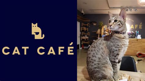 City news: Cat Café Manchester is closing and its cats need caring new homes - Manchester Wire