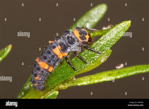 Convergent Lady Beetle Stock Photo - Alamy