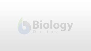 Cytolysis Definition and Examples - Biology Online Dictionary