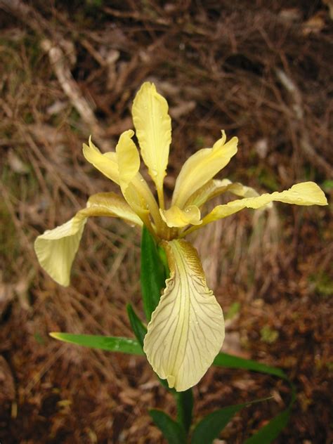 Iris foetidissima | Iris foetidissima, stinking iris (Plant,… | Flickr