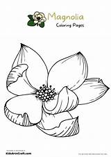 Magnolia Coloring Pages For Kids – Free Printables  Art & Craft sketch template