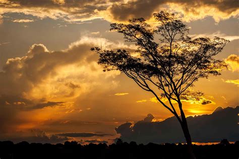 Cerrado Brasileiro: Lugares que Você não Pode Perder