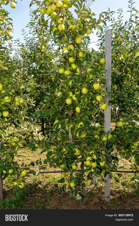 Dwarf Apple Tree On Image & Photo (Free Trial) | Bigstock