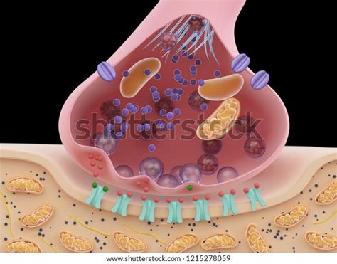 3d Rendered Illustration Synapse Crosssection Stock Illustration 1215278059