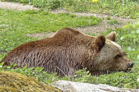 European Brown Bear - Free photo on Pixabay - Pixabay