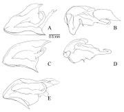 Dinoponera gigantea - AntWiki