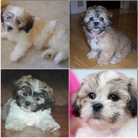 Shih tzu bichon frise mixed. My favorite puppies ever Shih Tzu Puppy, Shih Tzus, Girls Best ...