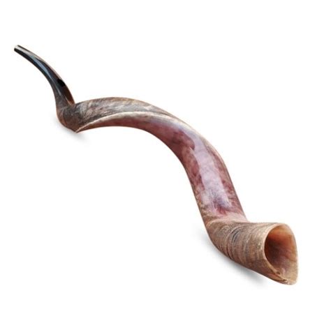 Yemenite Kudu Horn Jewish Shofar Half Polished Natual 40 - 42 Inch XXL | eBay