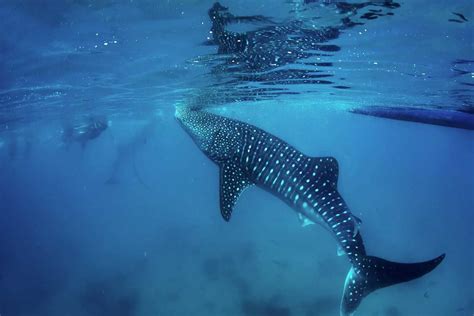 15 Things to Know BEFORE Swimming with Whale Sharks in Cancun