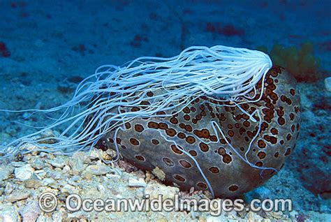 Sea Cucumber Defense Mechanism