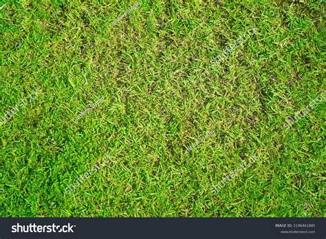 Turf Grass Texture Background Stock Photo 2196461885 | Shutterstock